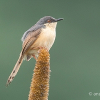 Ashy Prinia | 