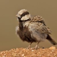 Ashy crowned sparrow lark | Male