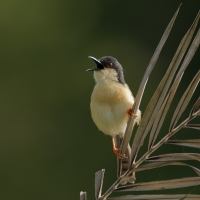 Ashy prinia | 