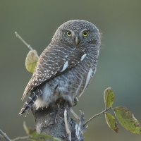 Asian-barred owlet | 