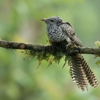 Asian Koel | Female