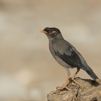 Bank Myna | 