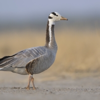 Bar-headed goose | 