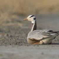 Bar headed goose | 