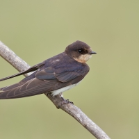 Barn swallow | 