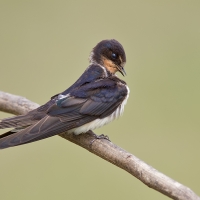 Barn swallow | 