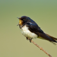 Barn swallow | 