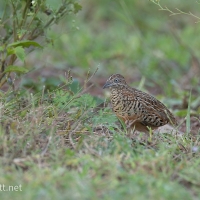 Barred Buttonquail | 