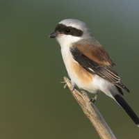 Bay backed shrike | 
