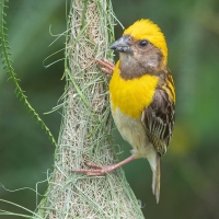 Baya Weaver | Male