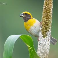 Baya Weaver | Male