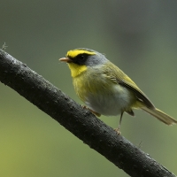 Black-faced Warbler | 