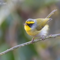 Black-faced Warbler | 
