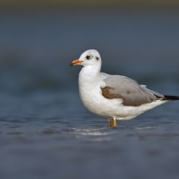 Black-headed gull | 