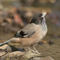 Black-headed jay | 