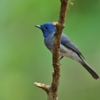 Black-naped monarch | Female