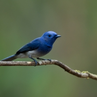 Black-naped monarch | Male