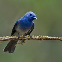 Black-naped monarch | Male