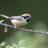 Black-throated Tit | 