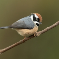 Black - throated Tit | 