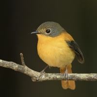 Black & Orange flyatcher | Female