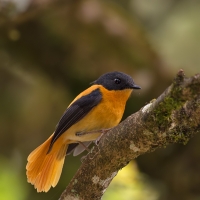 Black & Orange flycatcher | 