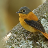 Black & Orange flycatcher | Female