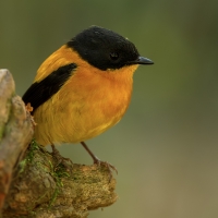 Black & Orange flycatcher | Male