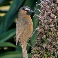 Black chinned laughingthrush | 