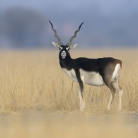 Blackbuck | Male
