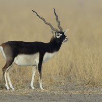 Blackbuck | 