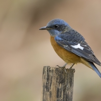 Blue-capped rock thrush | Male