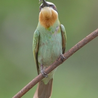 Blue-cheeked Bee-eater | 