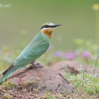 Blue-cheeked Bee-eater | 
