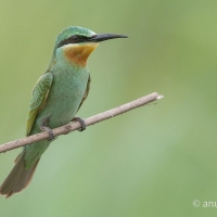 Blue-cheeked Bee-eater | 