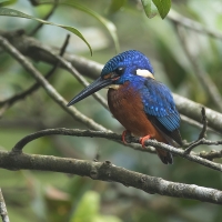 Blue-eared Kingfisher | Male