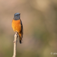 Blue-fronted Redstart | Male