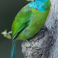 Blue-throated barbet | 