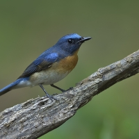 Blue-throated blue flycatcher | Male