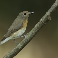 Blue-throated blue flycatcher | Female