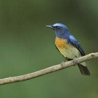 Blue-throated blue flycatcher | Male