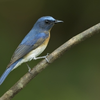 Blue-throated blue flycatcher | Male