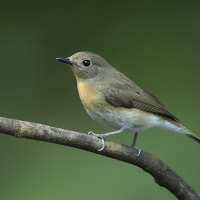 Blue-throated blue flycatcher | Female