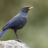 Blue whistling thrush | 