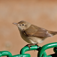 Blyth's reed warbler | 