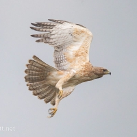 Bonelli's Eagle | 