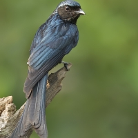 Bronzed drongo | 