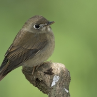 Brown-breasted flycatcher | 