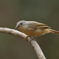 Brown-cheeked fulvetta | 