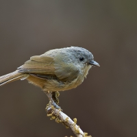 Brown-cheeked fulvetta | 